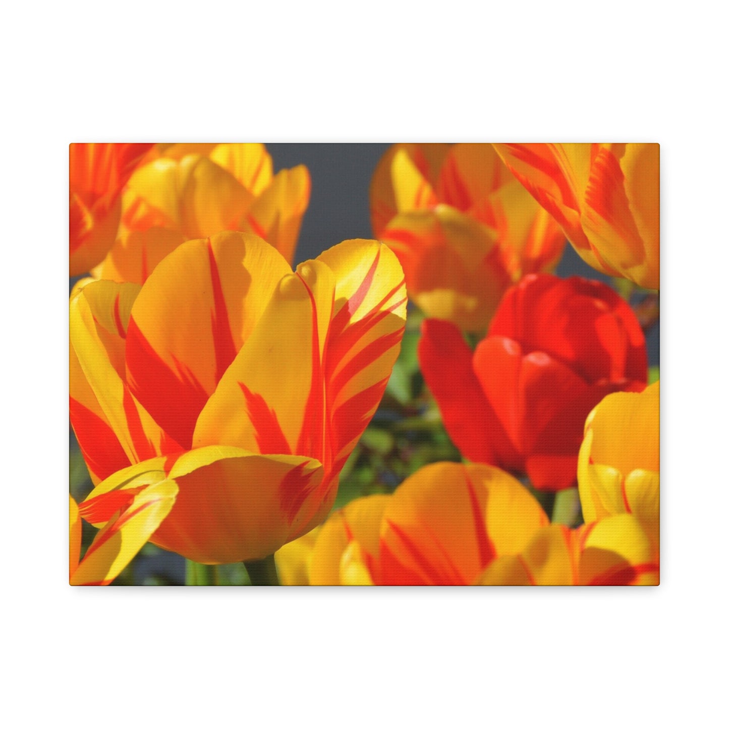 Tulips Matte Canvas, Stretched, 1.25"