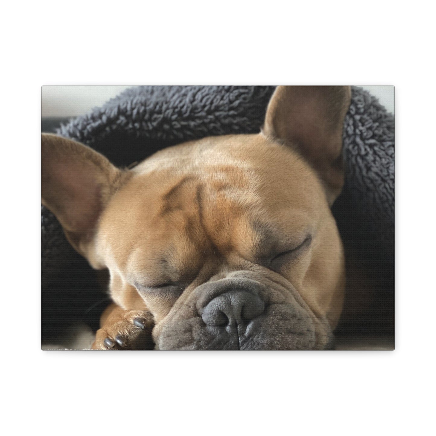 French Bulldog Matte Canvas, Stretched, 1.25"