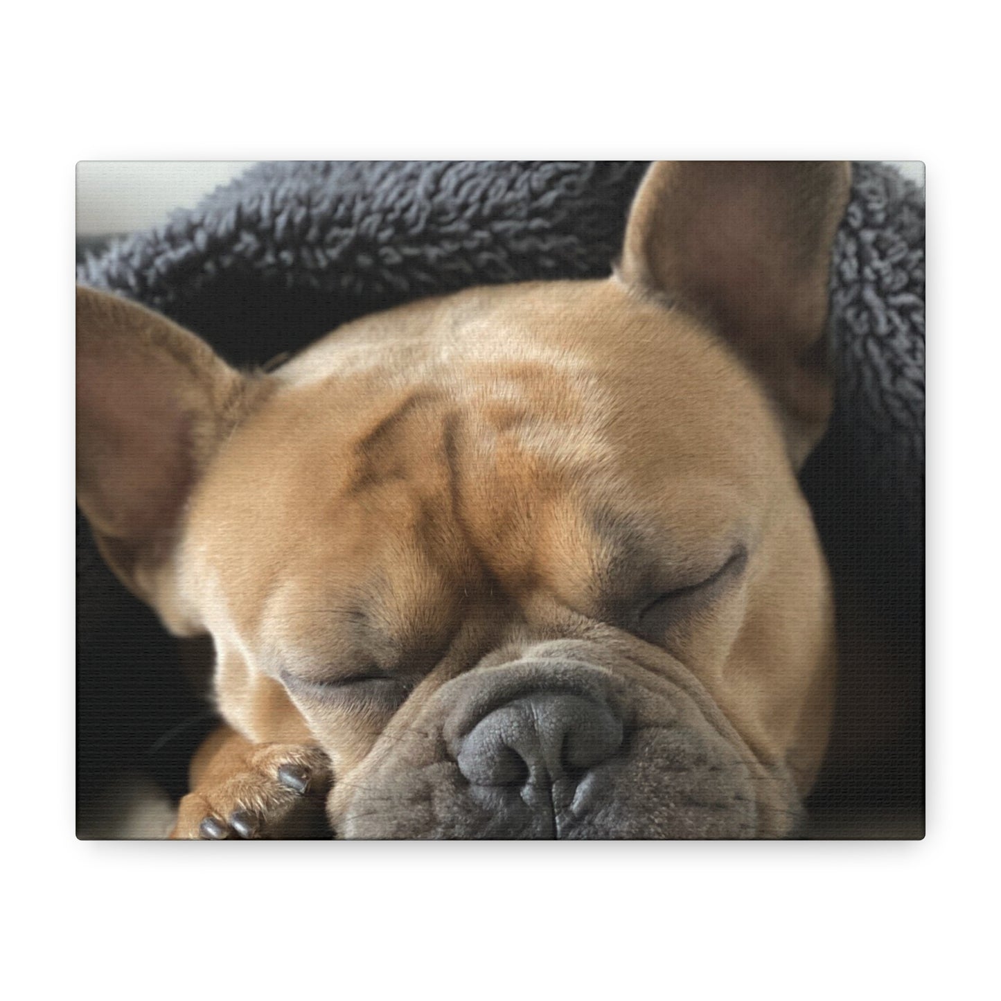 French Bulldog Matte Canvas, Stretched, 1.25"