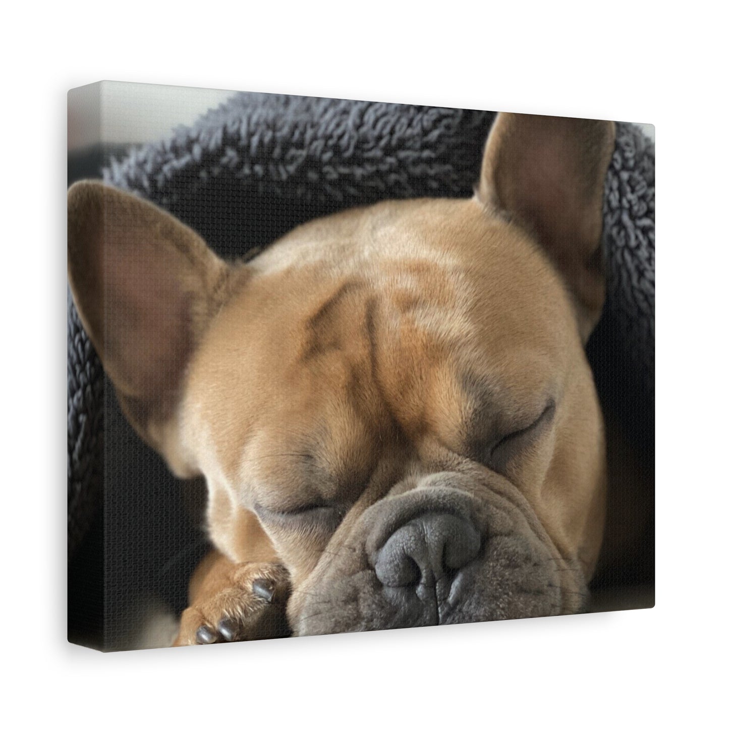 French Bulldog Matte Canvas, Stretched, 1.25"