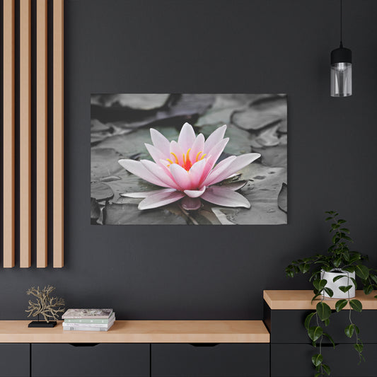 Water Lily Matte Canvas, Stretched, 1.25"