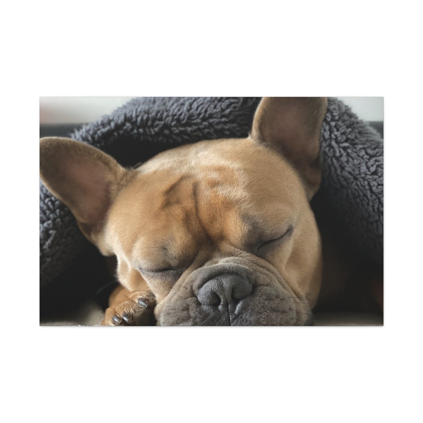 French Bulldog Matte Canvas, Stretched, 1.25"