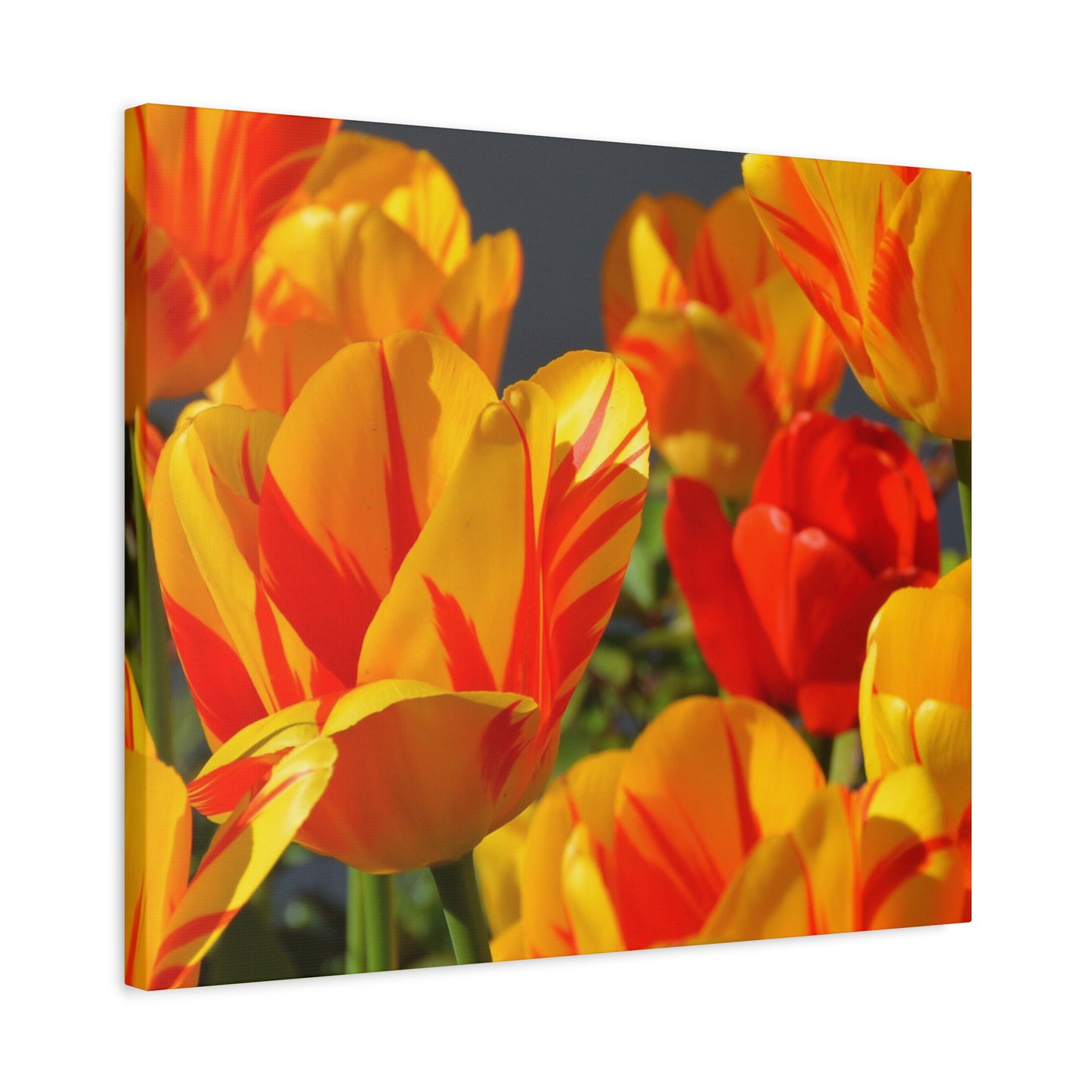 Tulips Matte Canvas, Stretched, 1.25"