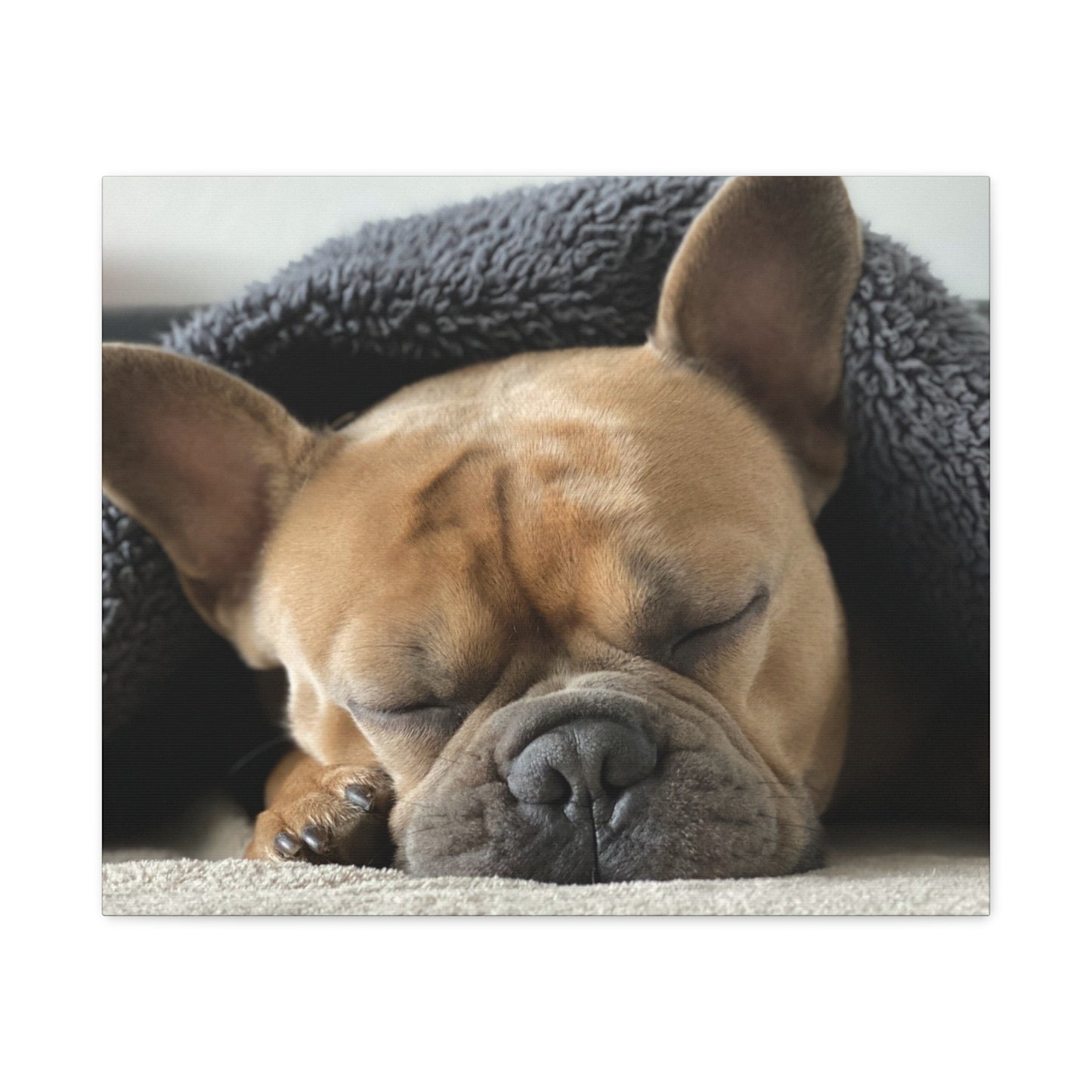 French Bulldog Matte Canvas, Stretched, 1.25"