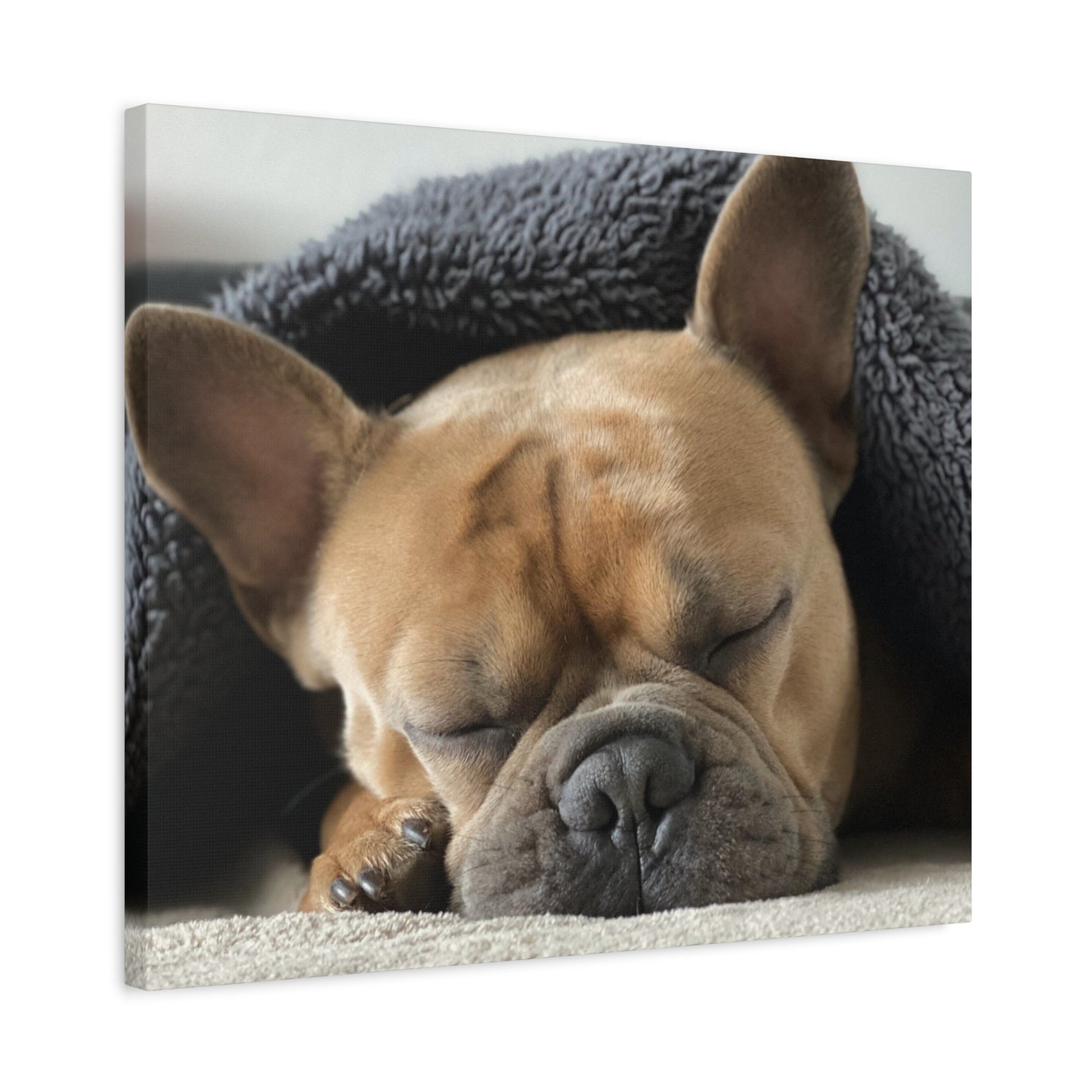 French Bulldog Matte Canvas, Stretched, 1.25"