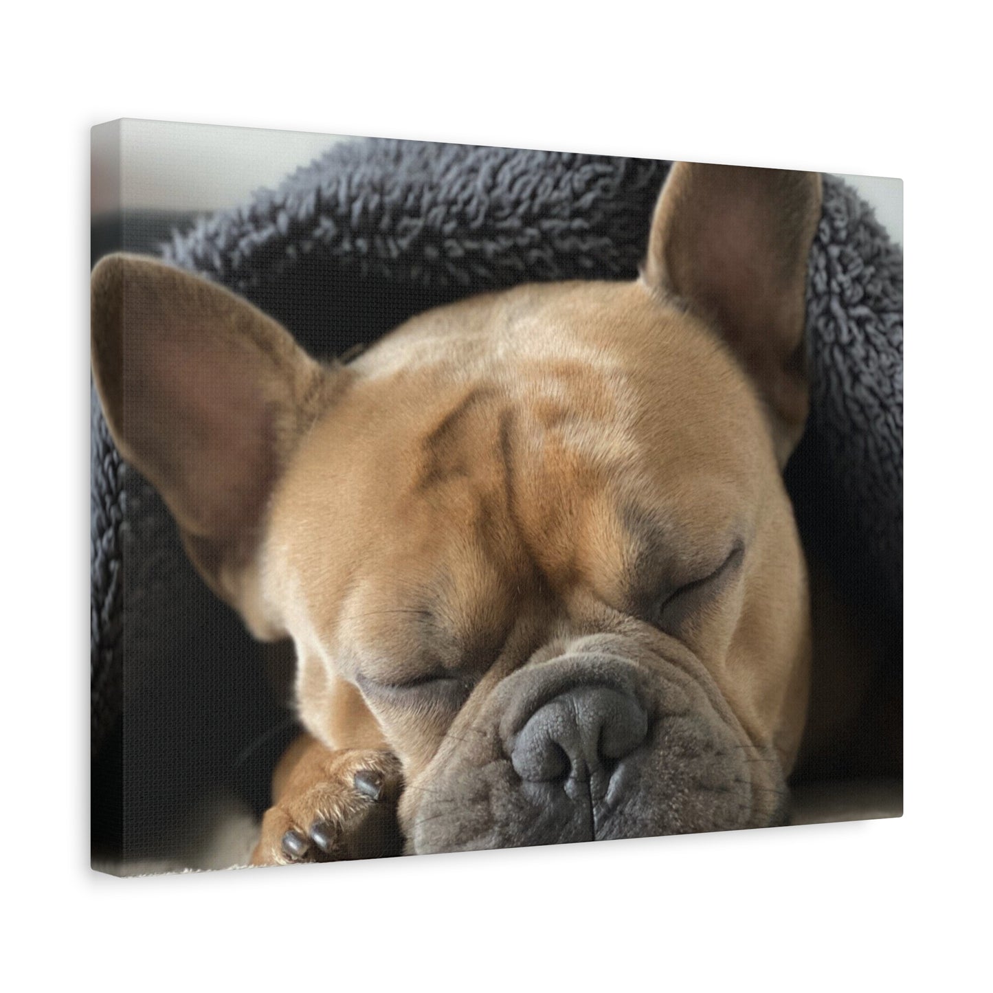 French Bulldog Matte Canvas, Stretched, 1.25"