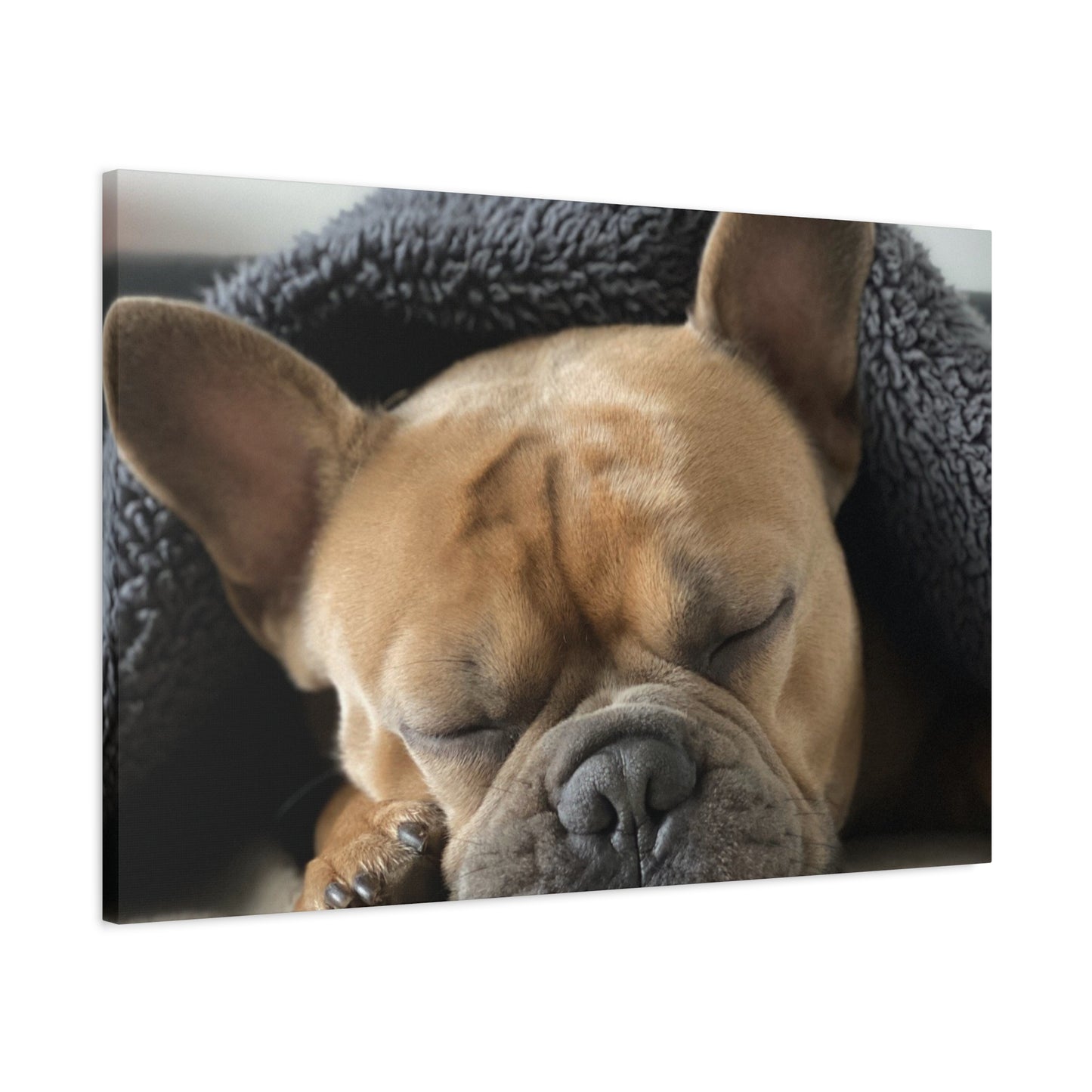 French Bulldog Matte Canvas, Stretched, 1.25"