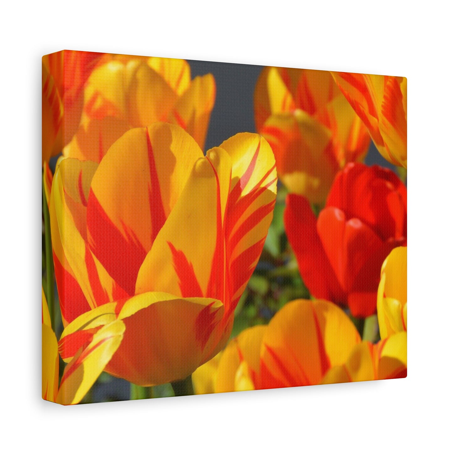 Tulips Matte Canvas, Stretched, 1.25"