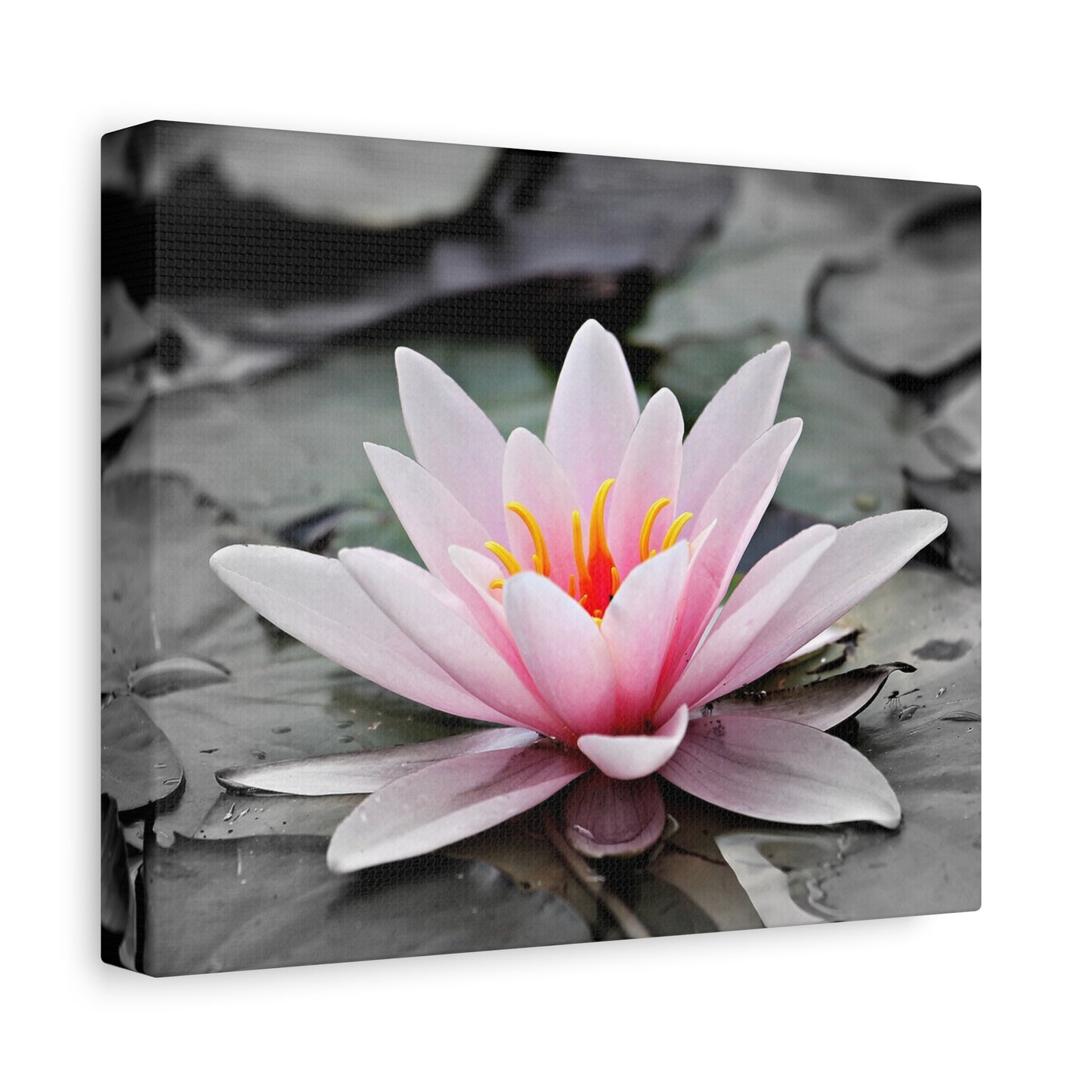 Water Lily Matte Canvas, Stretched, 1.25"