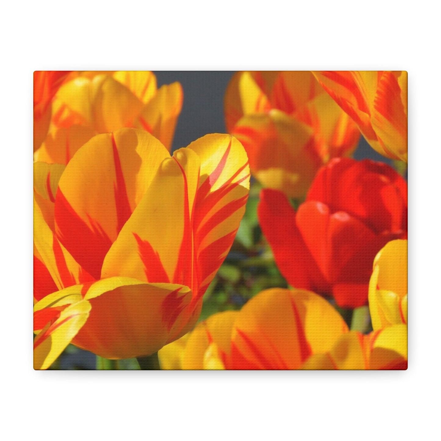 Tulips Matte Canvas, Stretched, 1.25"