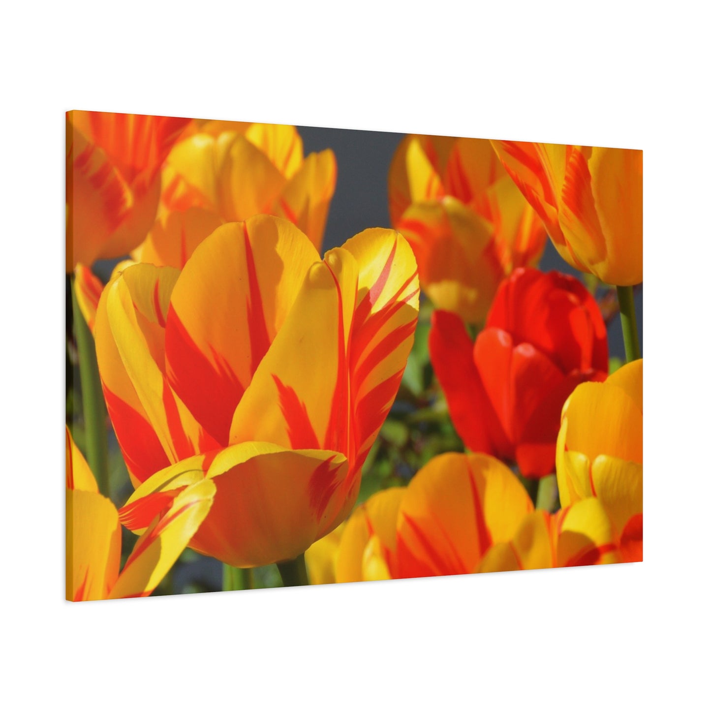 Tulips Matte Canvas, Stretched, 1.25"