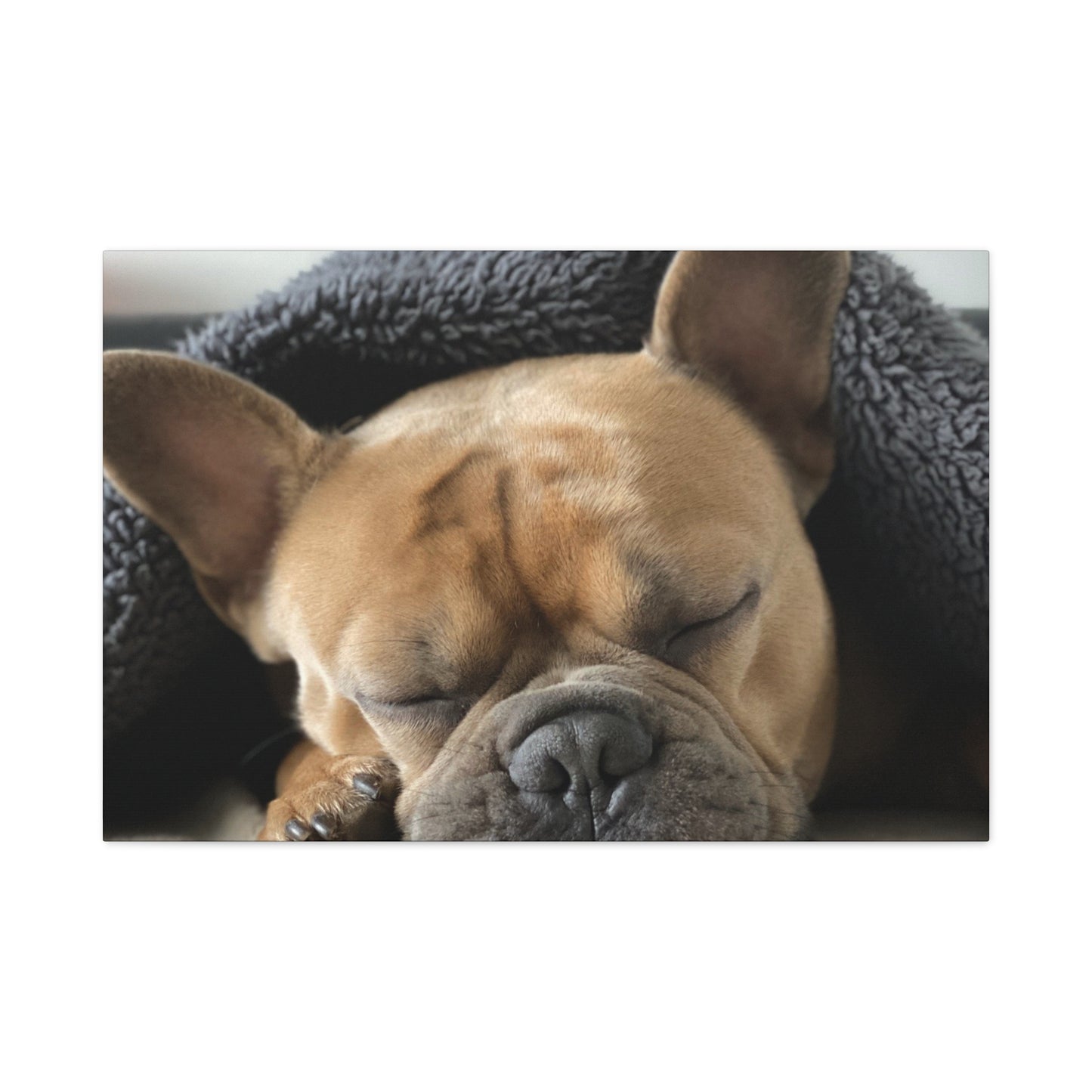 French Bulldog Matte Canvas, Stretched, 1.25"