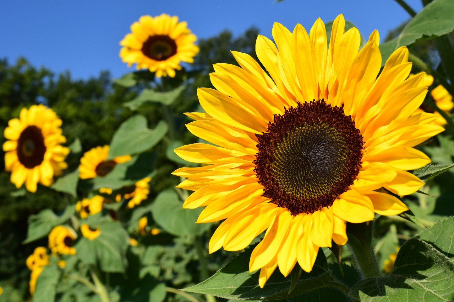 Sunflower Non-Slip Gaming Mouse Pad